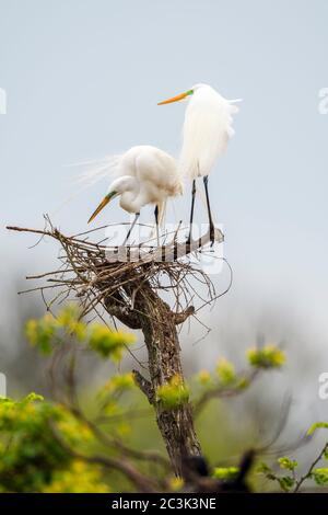 Grande egreo (Casmerodius albus, Ardea alba, Egretta alba), Smith Oaks Audubon Rookery, High Island, Texas, USA Foto Stock