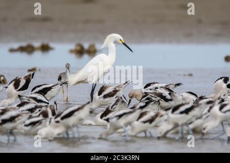 Garza innevata (Egretta thula) che forava in conchette con avoceto americano (Recurvirostra americana), Passo del rollover, Penisola Bolivar, Texas, Stati Uniti Foto Stock