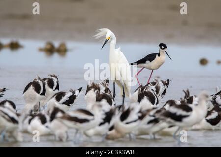 Garza innevata (Egretta thula) che forava in conchette con avoceto americano (Recurvirostra americana), Passo del rollover, Penisola Bolivar, Texas, Stati Uniti Foto Stock