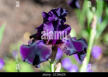 Primavera Bearded Irises fiorire in Steamboat. Foto di alta qualità Foto Stock