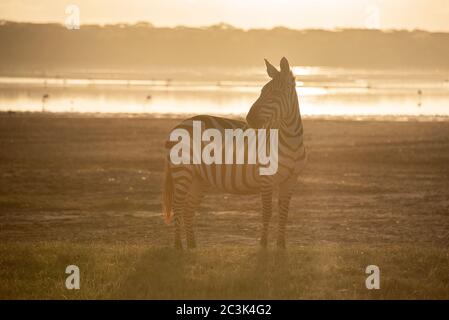 Zebra nel bagliore dorato al lago di Ndutu, Tanzania, Africa. Foto Stock