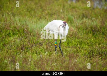 Gru di whooping (Grus americana) che mangia un serpente che ha catturato, Aransas National Wildlife Refuge, Texas, Stati Uniti Foto Stock