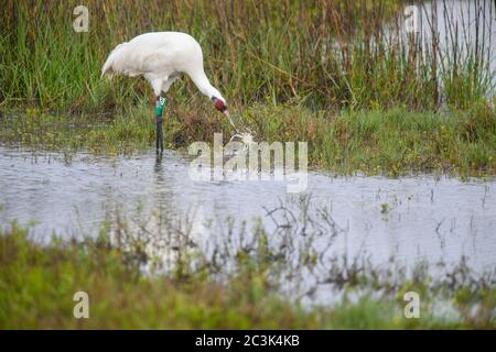 Gru a raggiera (Grus americana) Adulti: Mangia un granchio blu catturato, Aransas National Wildlife Refuge, Texas, USA Foto Stock