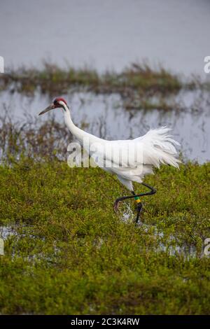 Gru a sollevamento (Grus americana) che mostra un comportamento territoriale, Aransas National Wildlife Refuge, Texas, USA Foto Stock