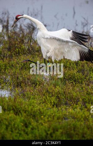 Gru a sollevamento (Grus americana) che mostra un comportamento territoriale, Aransas National Wildlife Refuge, Texas, USA Foto Stock