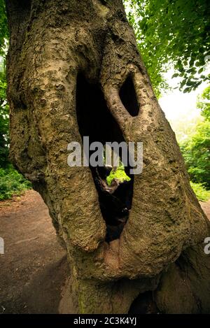 Primo piano della cavità basale del grande faggio cavo di Hampstead Heath, Londra, Regno Unito. Giu 2020 Foto Stock