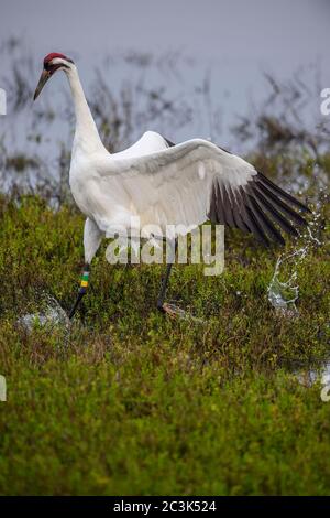 Gru a sollevamento (Grus americana) che mostra un comportamento territoriale, Aransas National Wildlife Refuge, Texas, USA Foto Stock