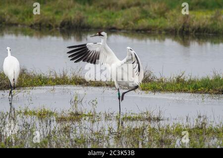 Gru a sollevamento (Grus americana) che mostra un comportamento territoriale, Aransas National Wildlife Refuge, Texas, USA Foto Stock