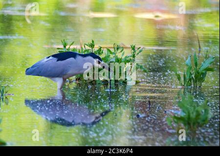 Primo piano di airone notturno incoronato di nero o Nycticorax in habitat naturale Foto Stock