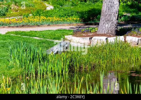 Rana decorativa accanto a un lago nel giardino botanico Steamboat Springs. Foto di alta qualità Foto Stock