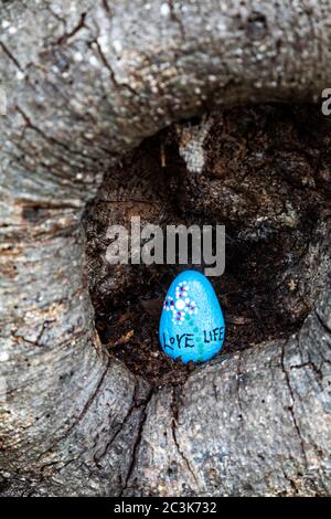 Roccia dipinta collocata in un vecchio albero durante la chiusura di Covic 19 del 2020 a Steveston British Columbia Foto Stock