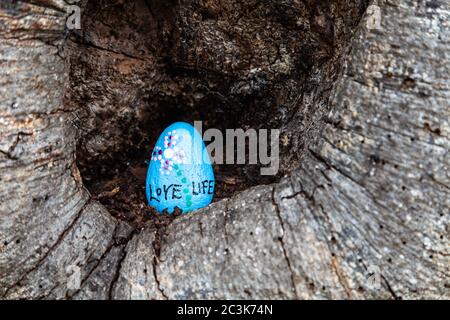 Roccia dipinta collocata in un vecchio albero durante la chiusura di Covic 19 del 2020 a Steveston British Columbia Foto Stock