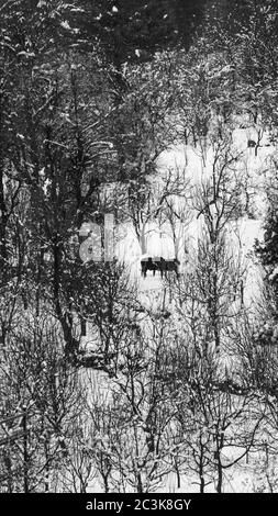 Vista ad occhio di uccello di due mucche in piedi nel mezzo di fattorie senza vita durante gli inverni Foto Stock