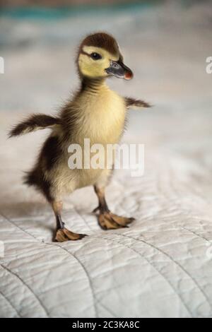 Carino chiassosa anatroce Anas fulvigula flette le sue piccole ali su uno sfondo blu a Napoli, Florida Foto Stock