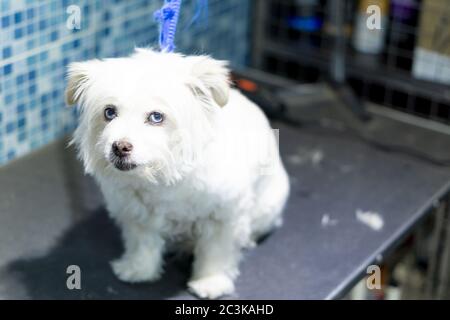 Primo piano di un simpatico cucciolo maltese bianco con genere occhi Foto Stock