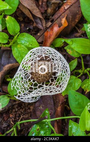 Fungo o fungo di velo nuziale, Dictyophora multicolore, o phallus indusiatus, al Centro Neotropico di Sarapiqui in Costa Rica. Foto Stock