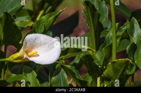 Gocce di pioggia sulla Calla Lily nei giardini a Savegre Mountain Lodge in Tamalanca Montagne in Costa Rica. Foto Stock