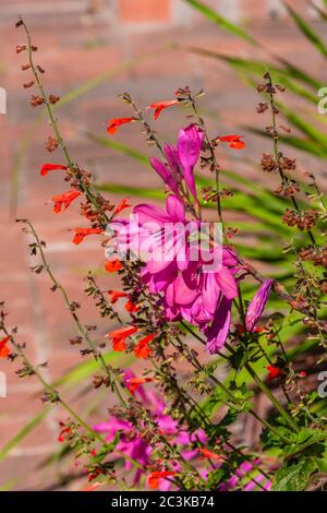 Watsonia x 'Tecolote Flamboyant' (FIAMMEGGIANTE di Cape Bugle Lily) presso l'Arboreto Mercer e i Giardini Botanici di Spring, Texas. Foto Stock