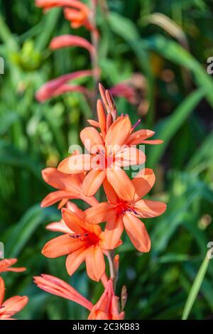 Watsonia x 'Tecolote Peach Glow' (Cape Bugle-Lily) presso l'Arboreto Mercer e i Giardini Botanici di Spring, Texas. Foto Stock