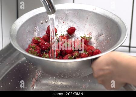 Donna che lava la frutta di fragola in cucina. Lavaggio e conservazione delle fragole appena raccolte Foto Stock