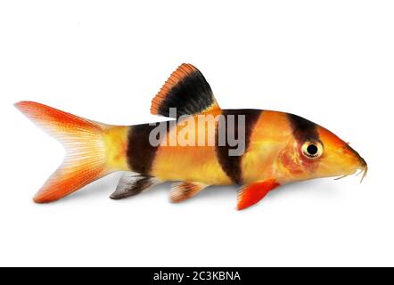 Lown lown loach tigre botia pesce gatto Macracanthus acquario pesci Foto Stock