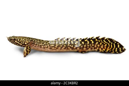 Pesce Acquario Delhezi ornato Bichir Eel Catfish Polypterus ornatipinnis Foto Stock