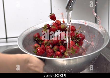 Donna che lava la frutta di fragola in cucina. Lavaggio e conservazione delle fragole appena raccolte Foto Stock