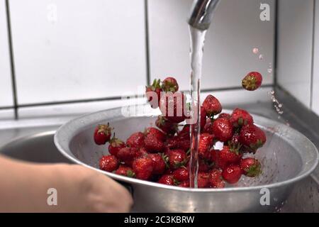 Donna che lava la frutta di fragola in cucina. Lavaggio e conservazione delle fragole appena raccolte Foto Stock