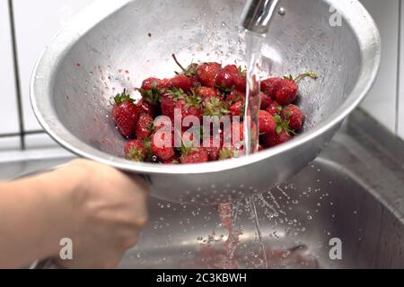 Donna che lava la frutta di fragola in cucina. Lavaggio e conservazione delle fragole appena raccolte Foto Stock