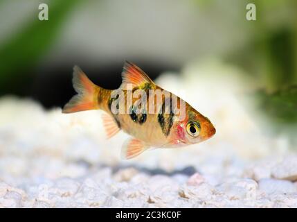 Acquario pesce Rhombo Barb Puntius rhombouccellatus acqua dolce tropicale Foto Stock