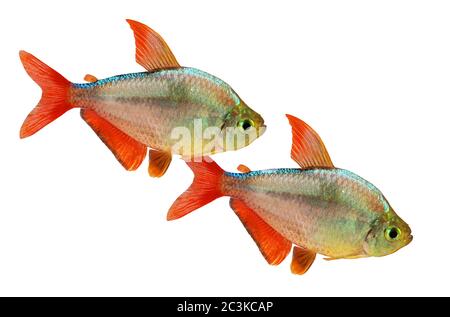 Rosso-blu Colombiano Tetra Hyphessobrycon pesci acquario Foto Stock