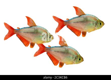 Rosso-blu Colombiano Tetra Hyphessobrycon pesci acquario Foto Stock