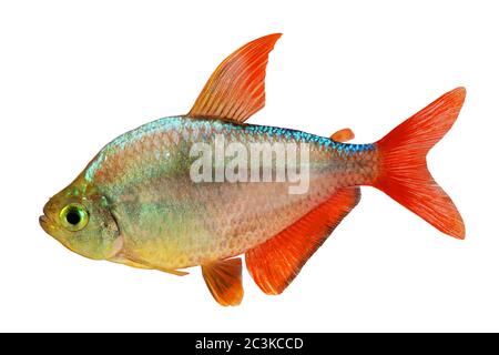 Rosso-blu Colombiano Tetra Hyphessobrycon pesci acquario Foto Stock