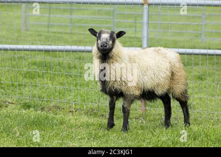 Un agnello islandese di pecora nell'erba vicino a Coeur d'Alene, Idaho. Foto Stock