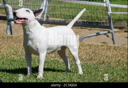 Vista di un cane in miniatura Bull Terrier in piedi in un parco catturato in una giornata di sole Foto Stock