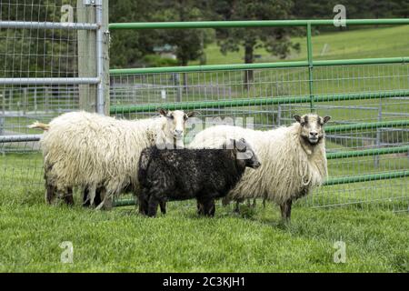 Pecora islandese femminile e un agnello vicino Coeur d'Alene, Idaho. Foto Stock