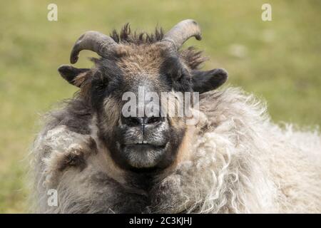 Un ritratto ravvicinato di una pecora islandese nell'Idaho settentrionale. Foto Stock