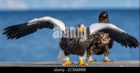 L'aquila di mare Steller`s per adulti si stese le ali. Vista frontale, primo piano ritratto dell'aquila marina di Steller per adulti. Nome scientifico: Haliaetus pelagicus. . Blu Foto Stock