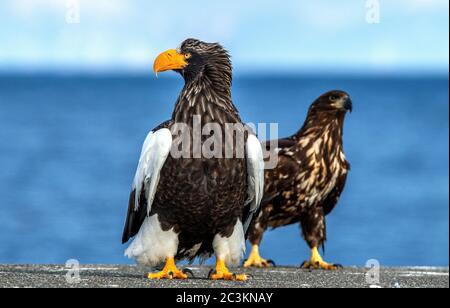 Aquila di mare Steller`s per adulti. Primo piano verticale. Nome scientifico: Haliaetus pelagicus. Sfondo blu. Foto Stock