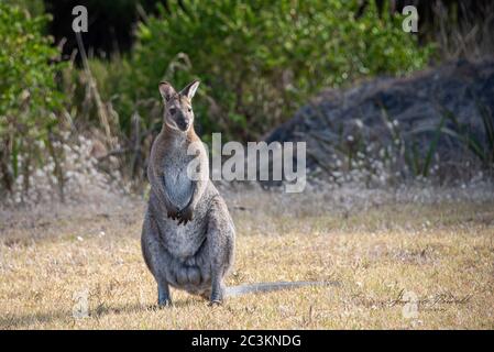 Un grande wallaby maschio di Bennett in allerta, King Island, Tasmania, Australia Foto Stock