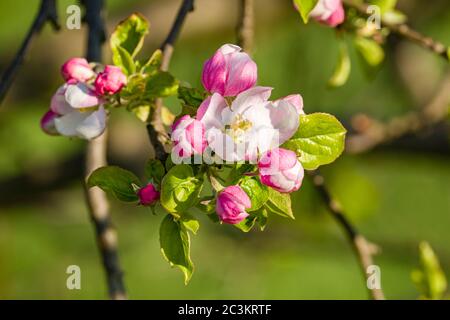 Fioritura di un albero di mela Foto Stock