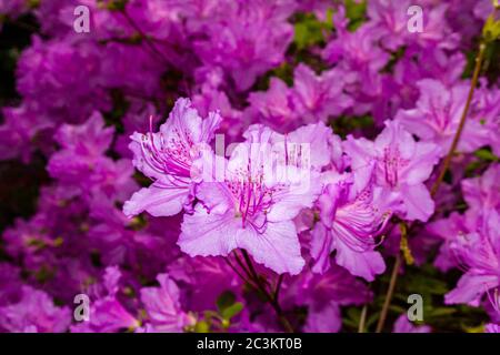 Fioritura di fiori viola di un cespuglio di azalee (Rhododendron) Foto Stock