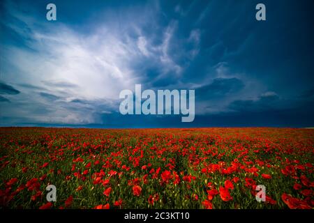 Un grande campo di papavero rosso in fiore (Papaveroideae), nubi oscure temporale in movimento Foto Stock