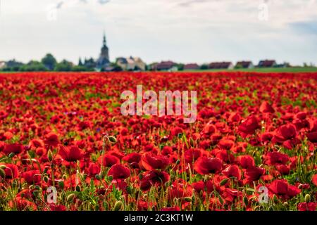 Un grande campo di papavero rosso in fiore (Papaveroideae), un villaggio in lontananza Foto Stock
