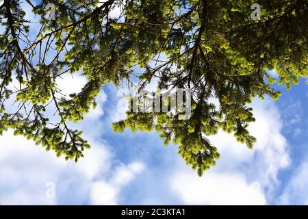 Guardando su nuovo fogliame verde su ramo di abete rosso cielo bly sopra Foto Stock