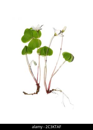 La pianta di fioritura del legno comune Oxalis acetosella isolato su fondo bianco Foto Stock