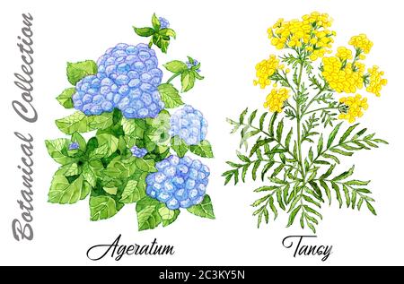 Disegno Set di fiori di Ageratum e Tansy isolati su bianco Watercolor illustrazione botanica disegnata a mano con elementi floreali. Vedi la mia collezione completa o Foto Stock