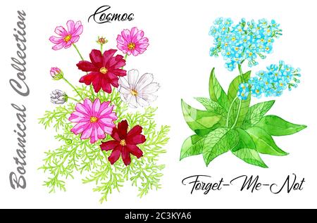 Set di design Cosmos e fiori Forget-Me-Not isolati su bianco. Acquerello disegno botanico a mano con elementi floreali. Vedi il mio pieno colle Foto Stock