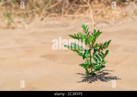 Una pianta verde solitaria sopravvisse in un deserto caldo Foto Stock
