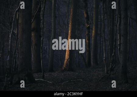 Foresta creepy con luce solare che splende su un tronco di albero Foto Stock